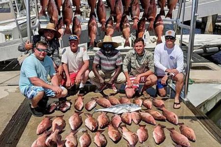 Big Snapper species